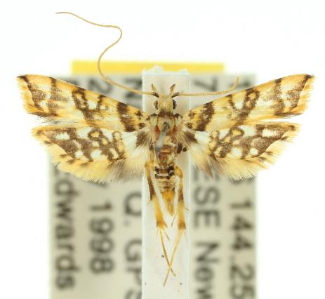 Aprosoesta pancala