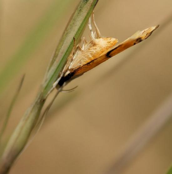 Crocanthes perigrapta