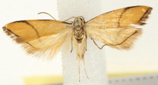 Crocanthes perigrapta