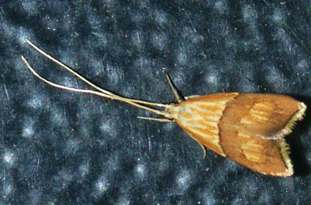 Crocanthes prasinopis