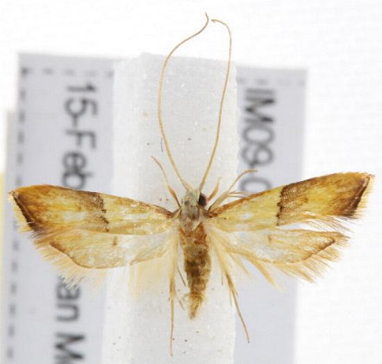 Crocanthes prasinopis