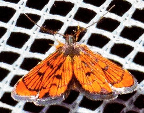 Crocanthes pyrochorda