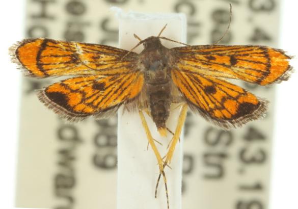 Crocanthes pyrochorda