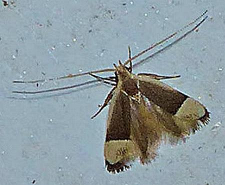Sarisophora tenella