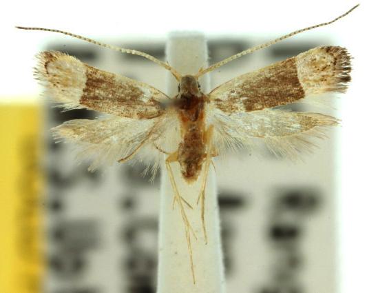 Sarisophora tenella