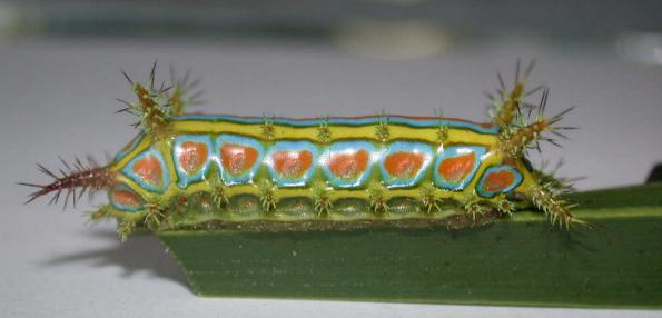 Comana albibasis