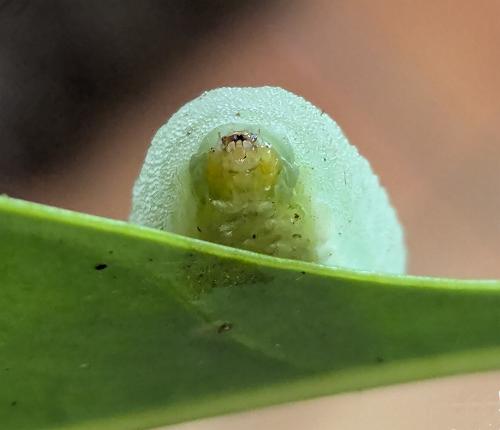 Chalcocelis albiguttatus