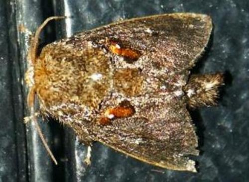 Chalcocelis albiguttatus