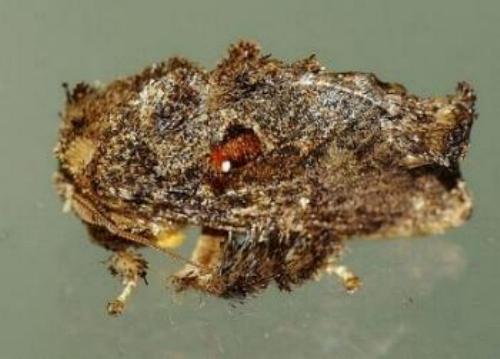 Chalcocelis albiguttatus