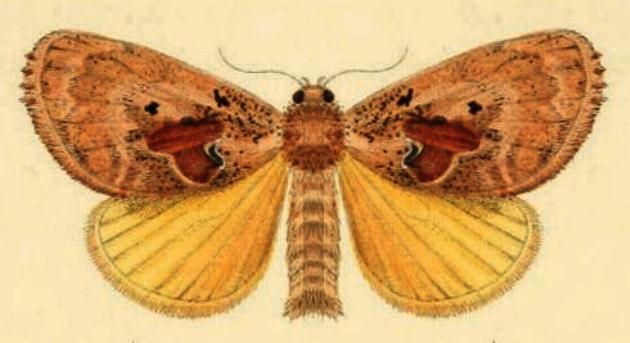 Chalcocelis albiguttatus