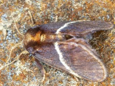 Eloasa bombycoides