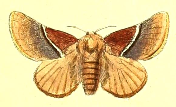 Eloasa bombycoides