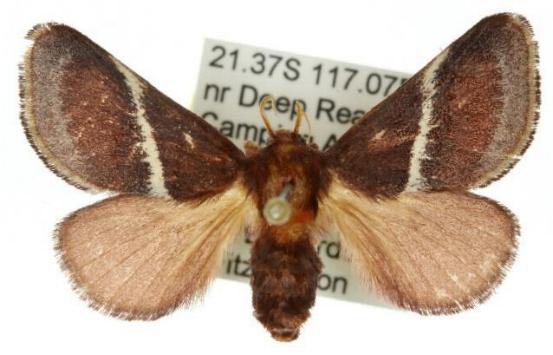 Eloasa bombycoides
