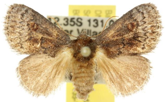 Ecnomoctena brachyopa