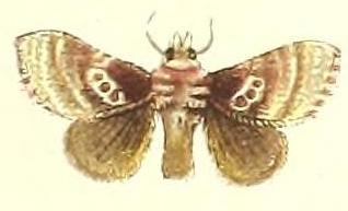 Pseudanapaea dentifascia