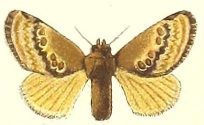 Pseudanapaea dentifascia