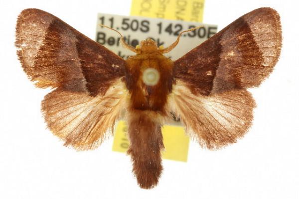 Comana euryparoa