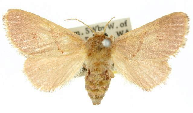 Eloasa liosarca