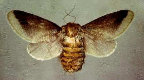 Doratifera oxleyi