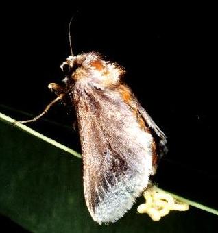Doratifera oxleyi