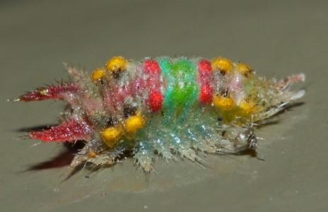 Doratifera oxleyi