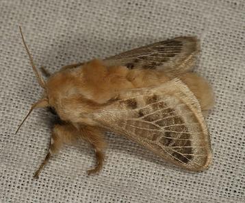 Doratifera pinguis