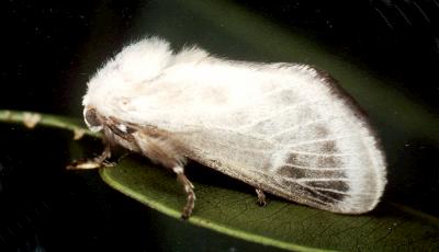 Doratifera pinguis