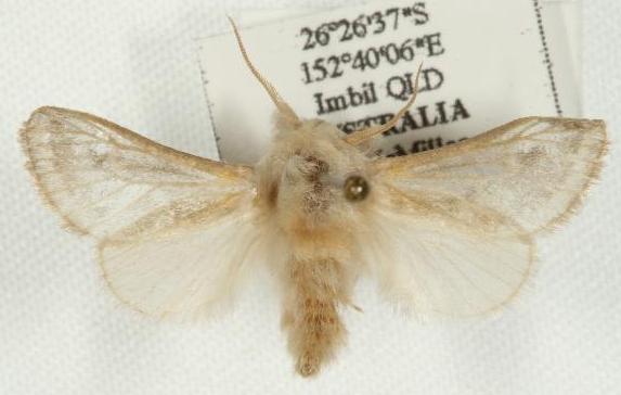 Doratifera pinguis