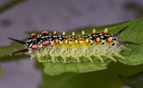 Doratifera quadriguttata