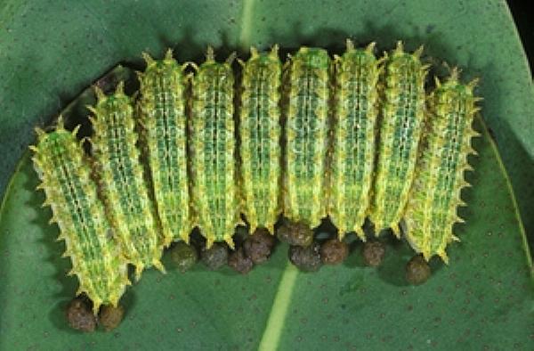 Doratifera stenora