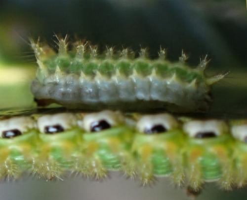 Doratifera stenora