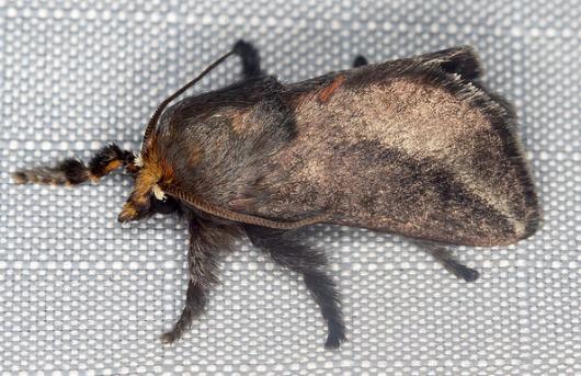 Doratifera stenora