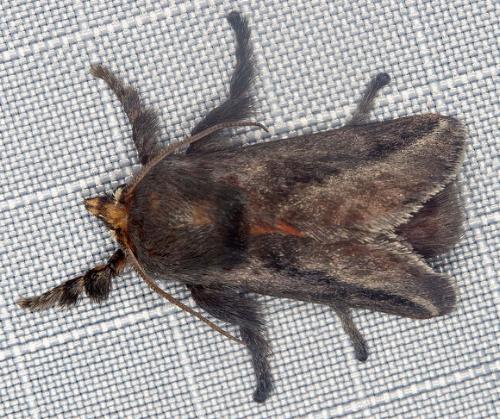 Doratifera stenora