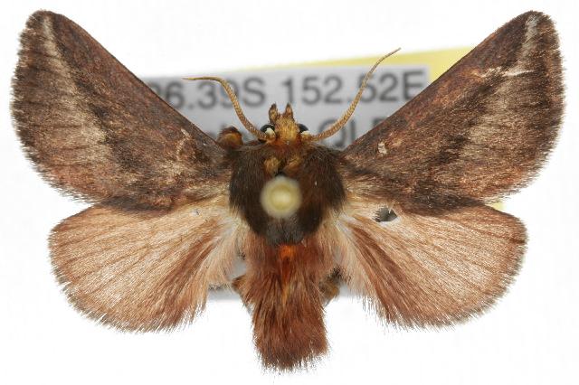 Doratifera stenora