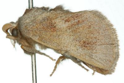 Anepopsia tephraea