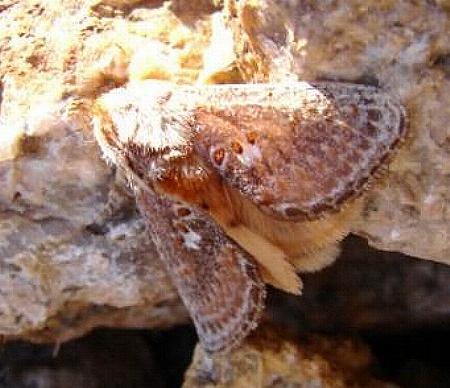 Pseudanapaea transvestita