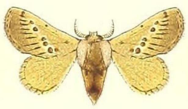 Pseudanapaea transvestita