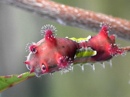 Doratifera vulnerans