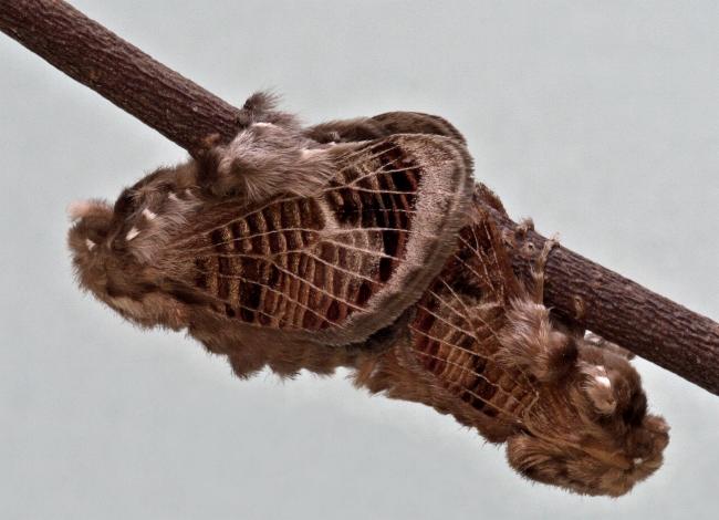 Doratifera vulnerans