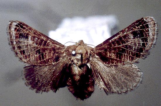 Doratifera vulnerans