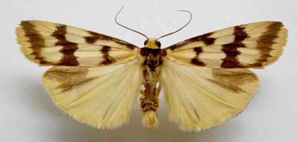Tigrioides alterna