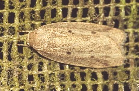 Microstola ammoscia