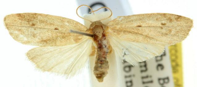 Microstola ammoscia