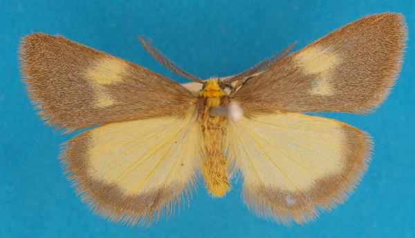 Ionthas ataracta