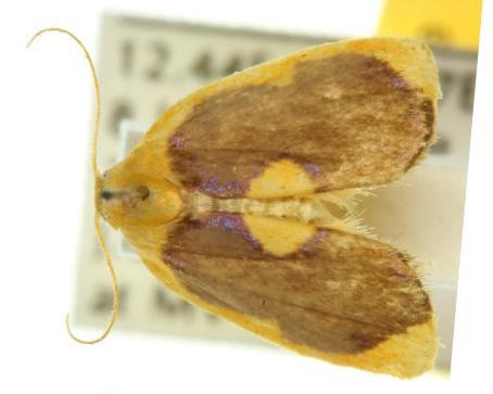Trischalis aureoplagiata