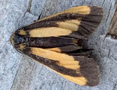 Phenacomorpha bisecta
