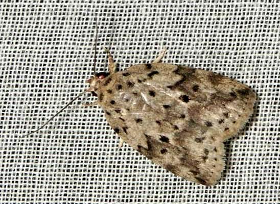 Scaphidriotis camptopleura
