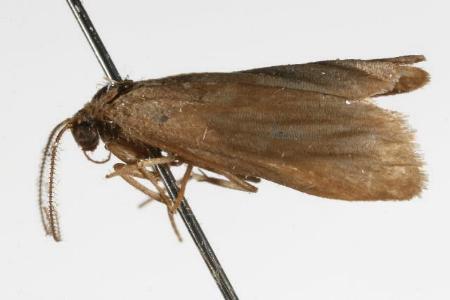 Meteura cervina
