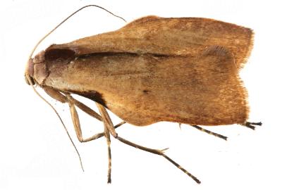 Teulisna chiloides