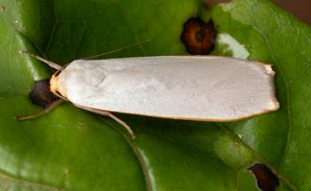 Hesychopa chionora